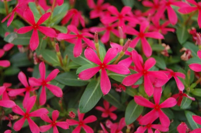 Catharanthus Soiree kawaii® Red Shades