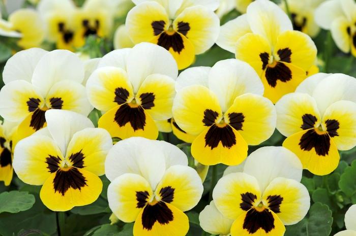 Viola cornuta Sorbet&reg; XP Lemon Ice Blotch