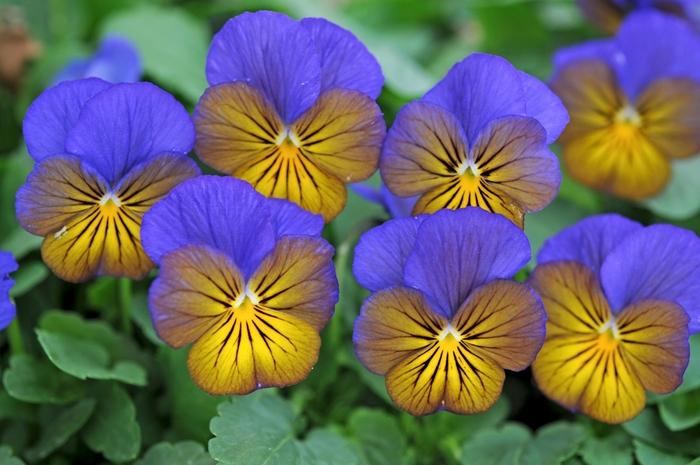 Viola cornuta Sorbet&reg; XP Morpho