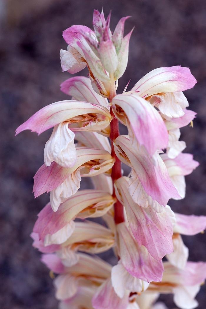 Acanthus Whitewater