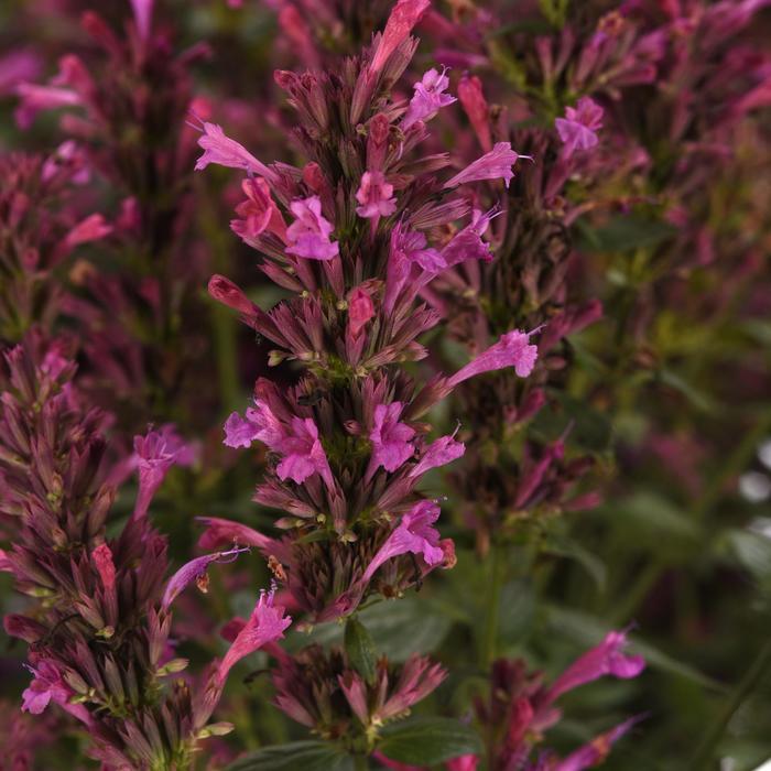 Agastache mexicana Summerlong™ Lilac