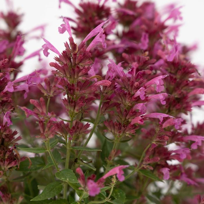 Agastache mexicana Summerlong™ Magenta