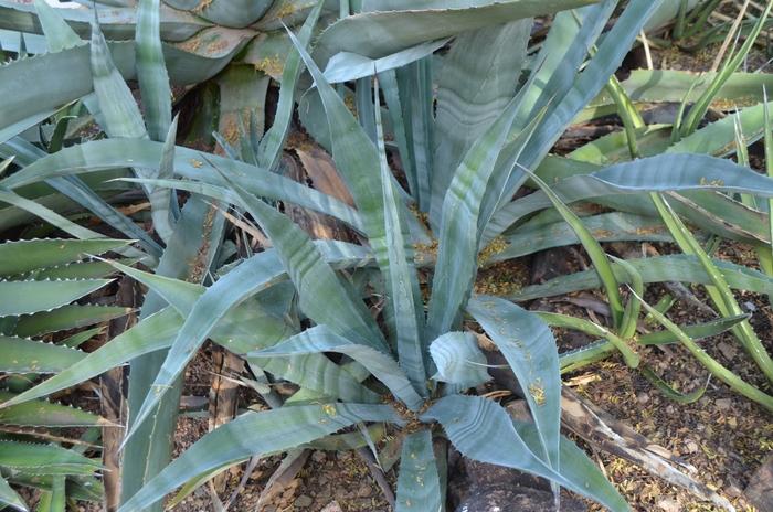 Agave americana 