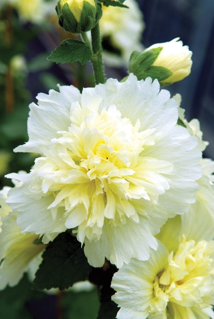 Alcea rosea Spring Celebrities Lemon