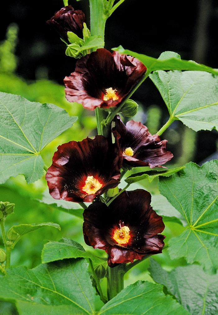 Alcea rosea Spotlight™ Blacknight