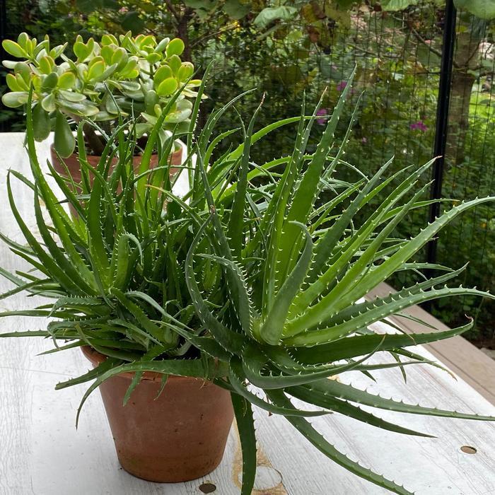 Aloe x humilis Spineless Hedgehog™