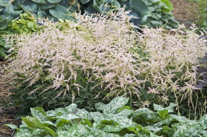 Astilbe simplicifolia Sprite