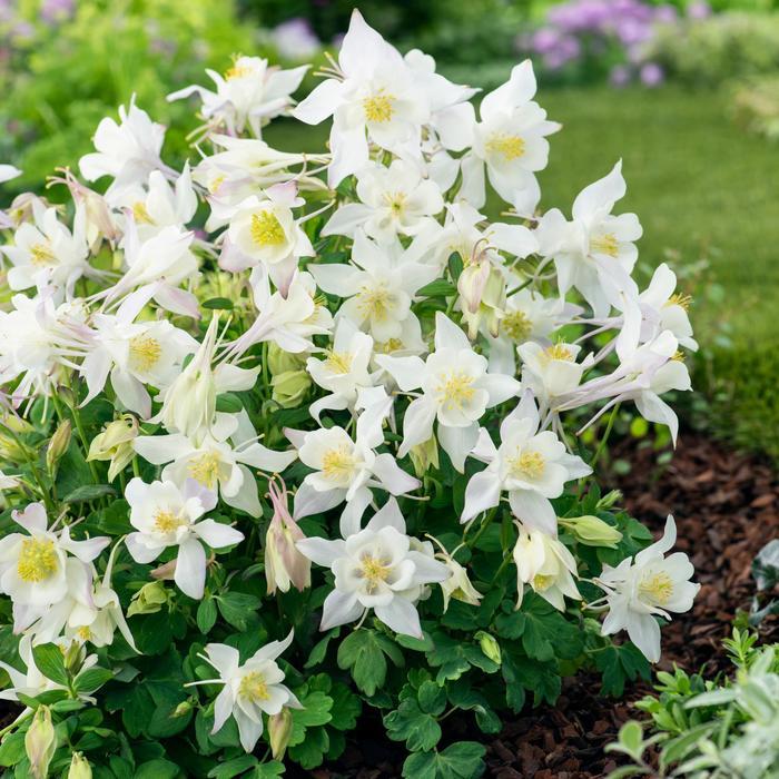 Aquilegia caerulea Earlybird™ White