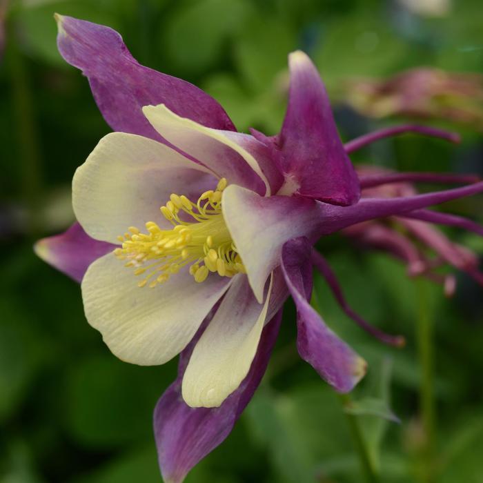 Aquilegia caerulea Earlybird&trade; Purple Yellow