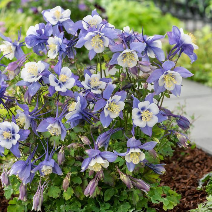 Aquilegia caerulea Earlybird™ Blue White