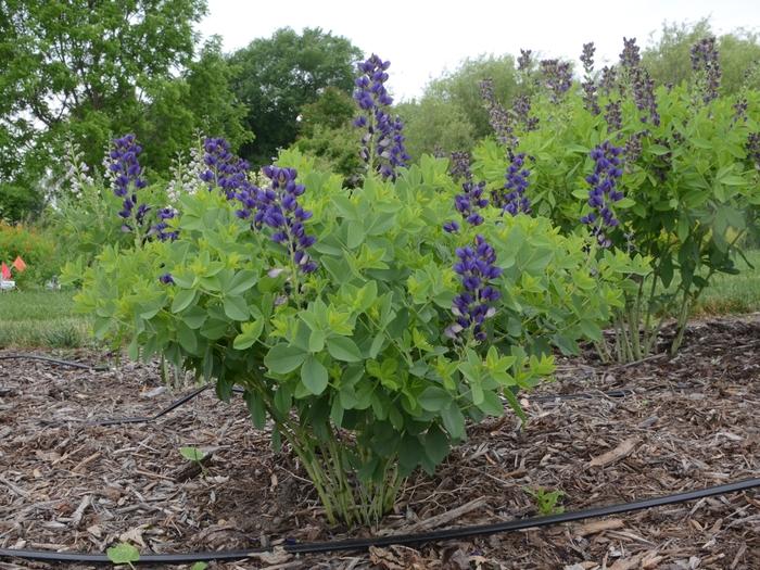 Baptisia Decadence® Sparkling Sapphires