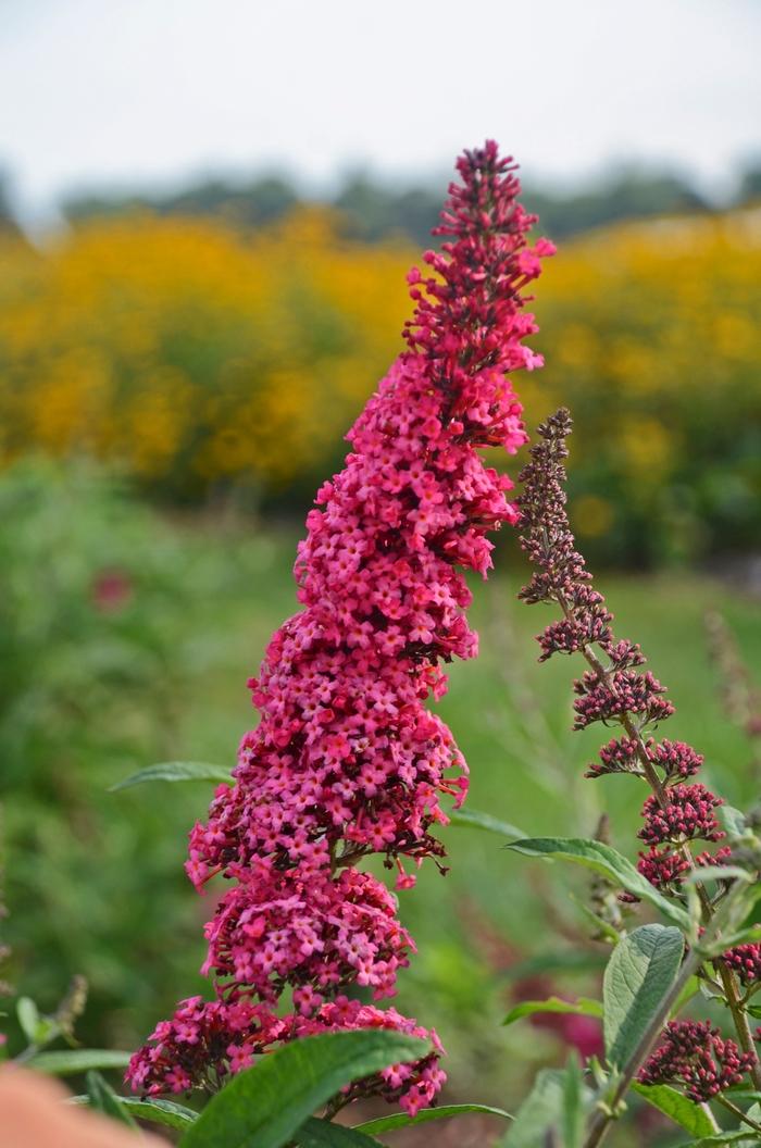 Buddleia davidii Monarch® Prince Charming