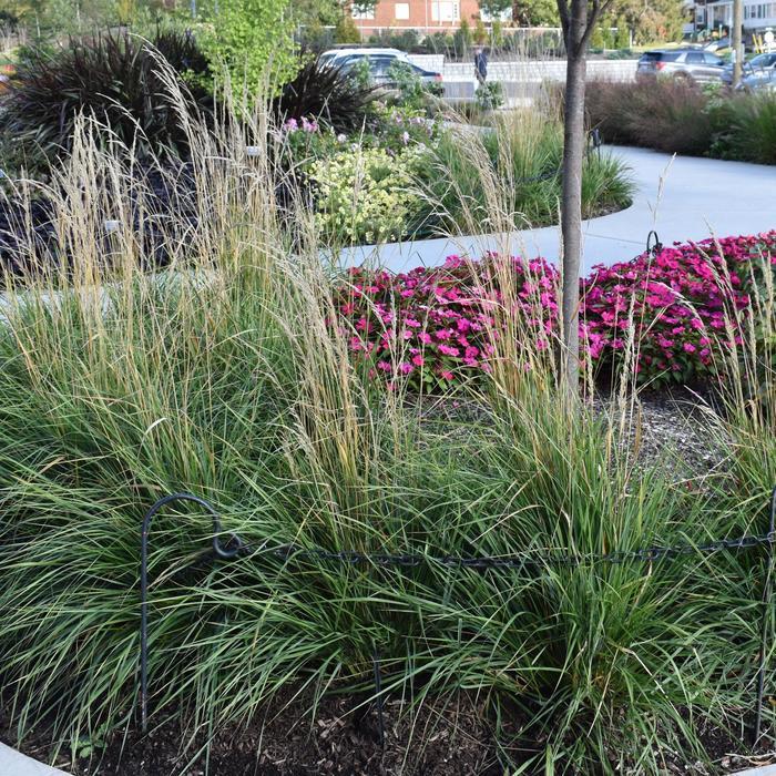Calamagrostis acutiflora Karl Foerster