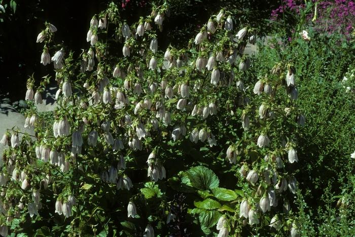 Campanula takesimana 