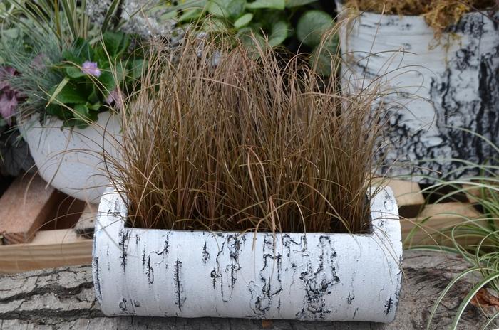Carex comans ColorGrass® Bronco