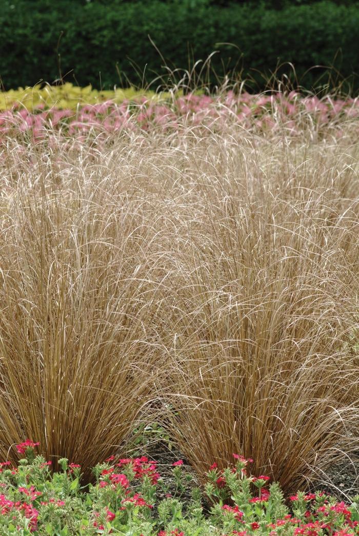 Carex buchananii ColorGrass® Red Rooster