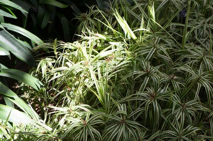 Carex phyllocephela Sparkler