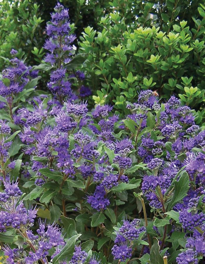 Caryopteris x clandonensis Grand Bleu™