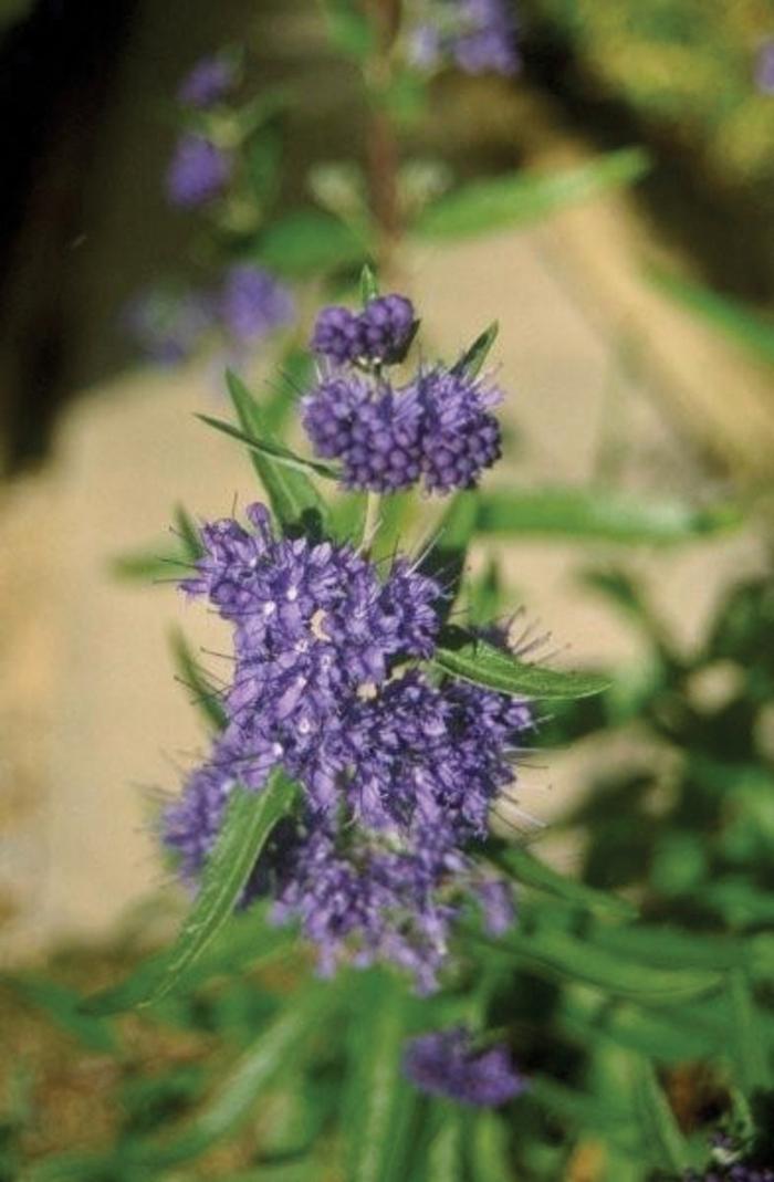Caryopteris x clandonensis First Choice