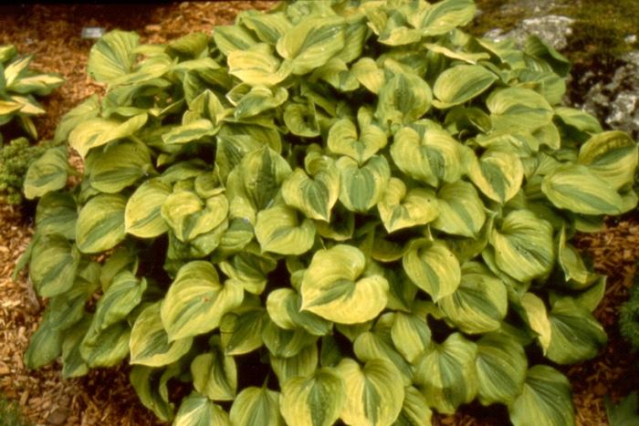 Hosta Grand Tiara