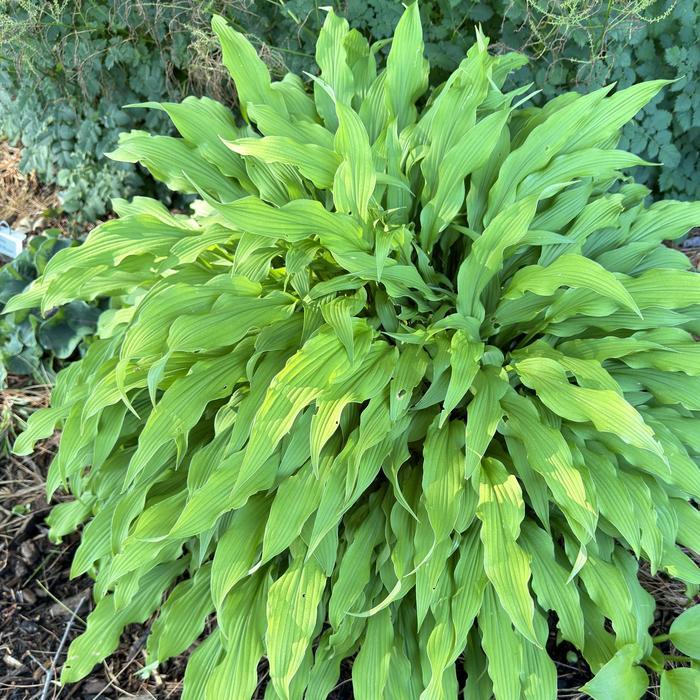 Hosta Party Streamers