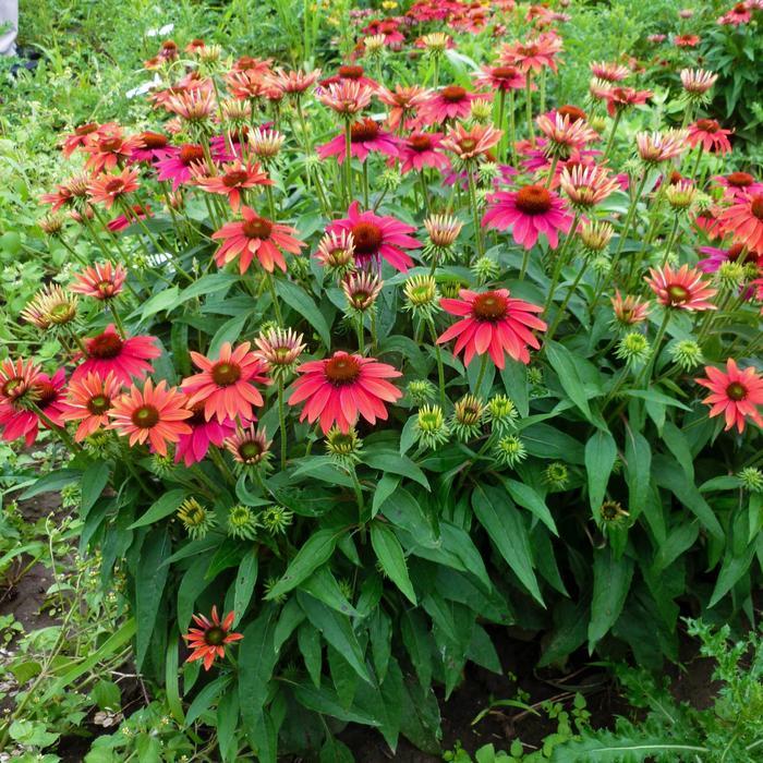 Echinacea Sombrero® Tres Amigos