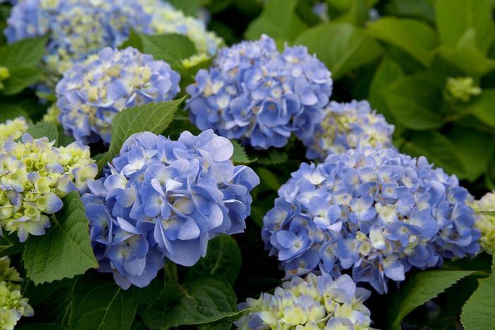 Hydrangea macrophylla Dear Dolores®