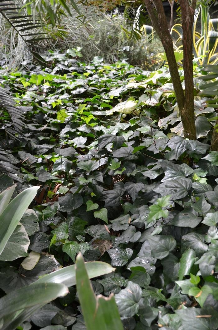 Hedera caneriensis 