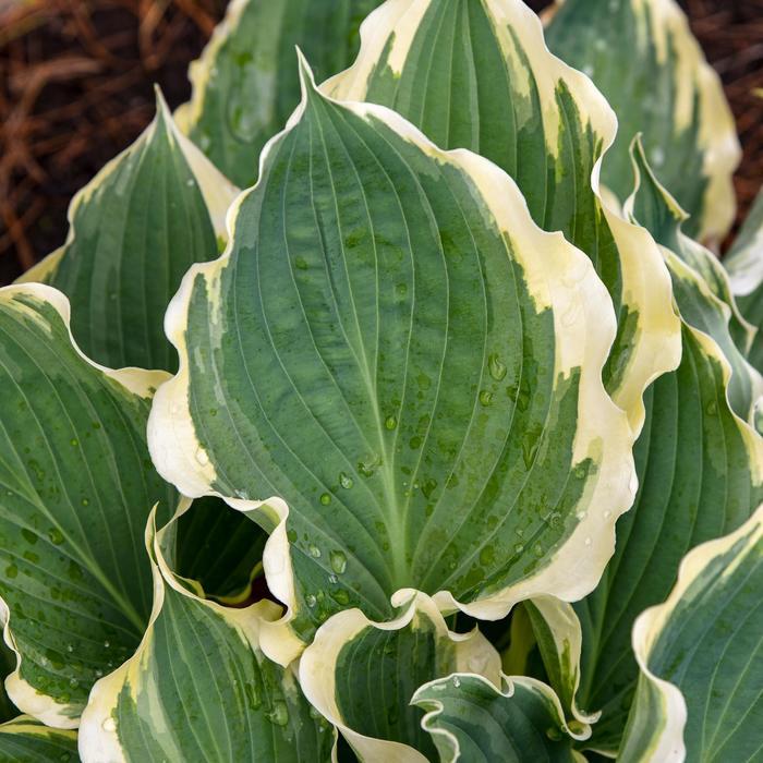 Hosta Shadowland&reg; Hope Springs Eternal