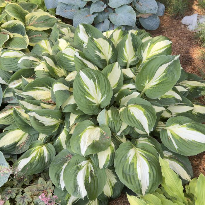 Hosta Vulcan