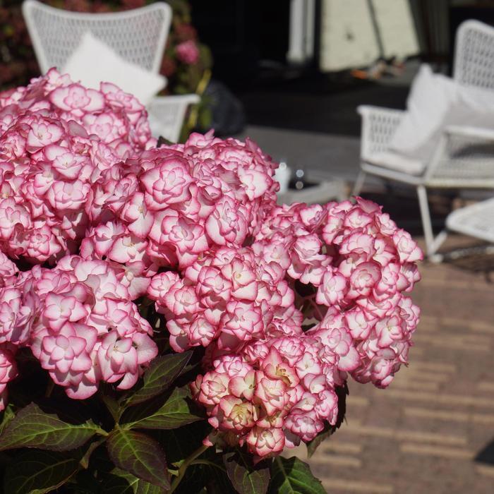 Hydrangea macrophylla Miss Saori