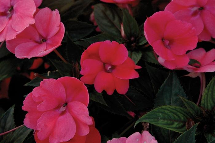 Impatiens SunPatiens® Deep Rose
