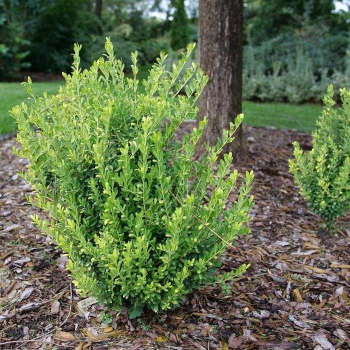Ilex crenata Glow Pop®