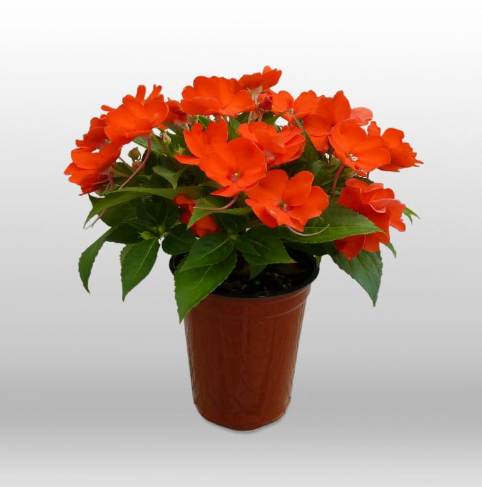 Impatiens SunPatiens® Electric Orange
