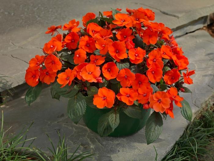 Impatiens SunPatiens® Hot Coral