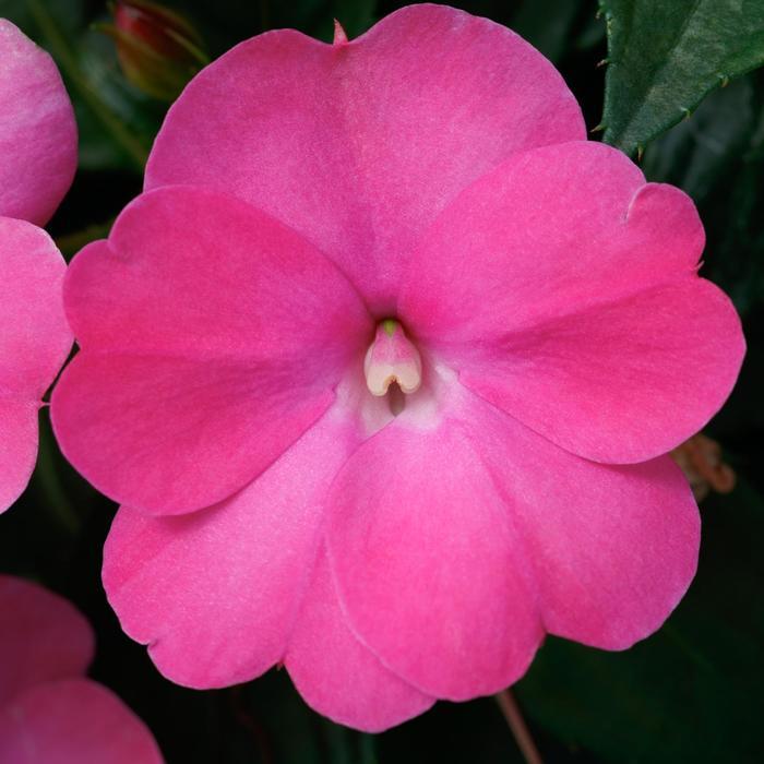 Impatiens SunPatiens® Hot Pink