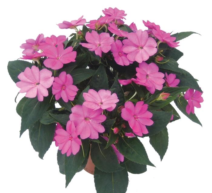 Impatiens SunPatiens® Lilac