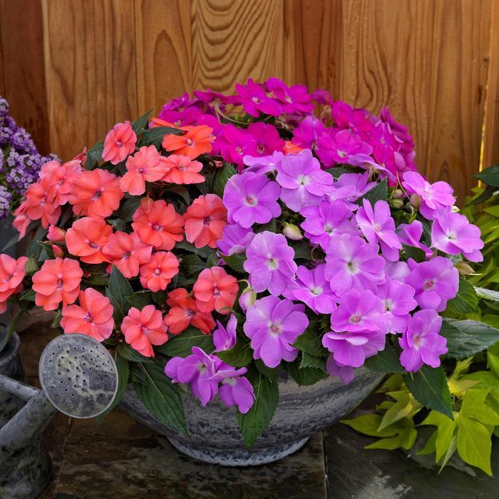 Impatiens SunPatiens® Hawaiian Sunset Mix