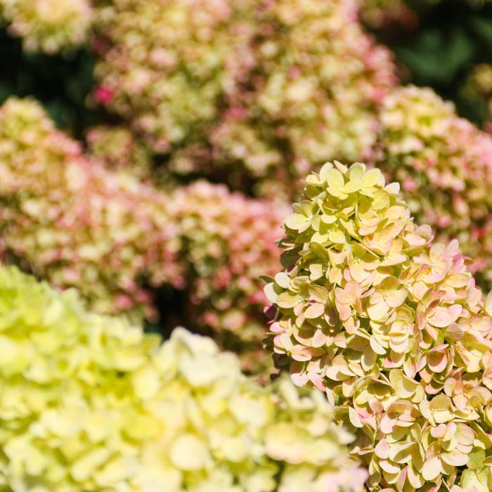 Hydrangea paniculata Dragon Baby&trade;
