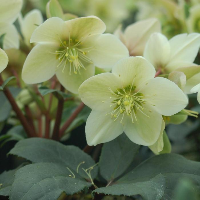 Helleborus HGC&reg; Champion