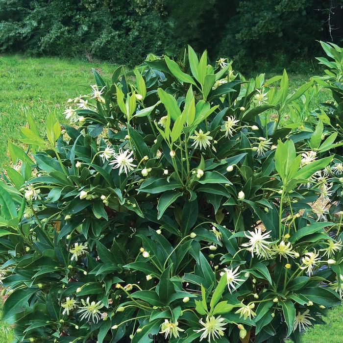 Illicium Star Flower Orion™
