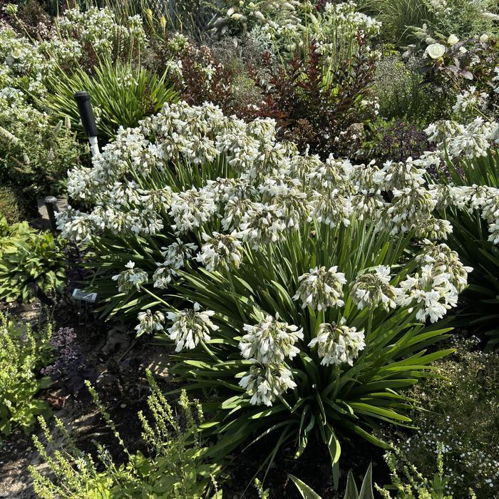 Agapanthus Galaxy White