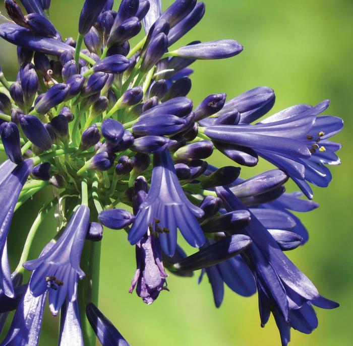 Agapanthus praecox Straight A&reg; Blue Bayou