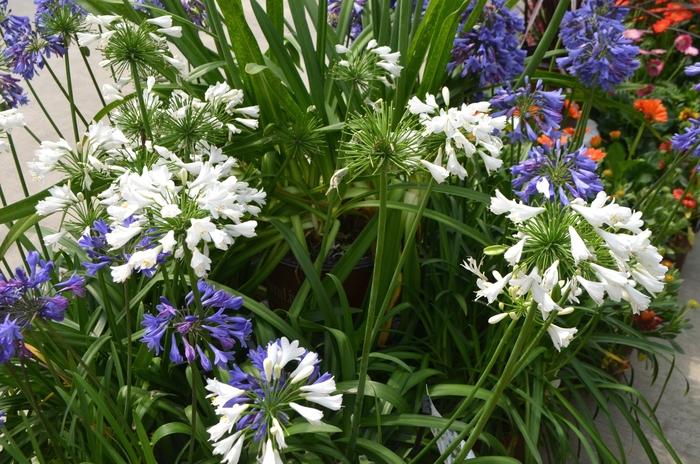 Agapanthus Ever White&trade;