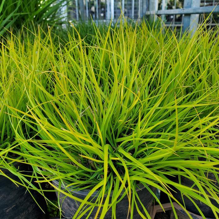 Pennisetum alopecuroides Lumen Gold