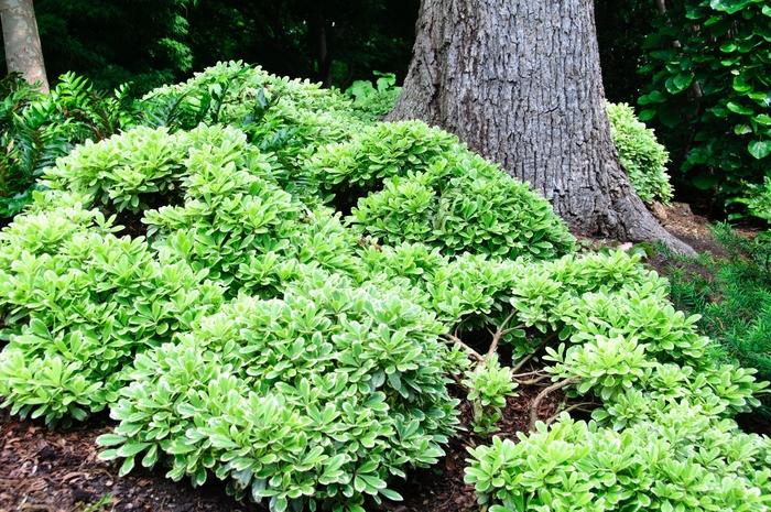 Pittosporum tobira Creme de Mint™