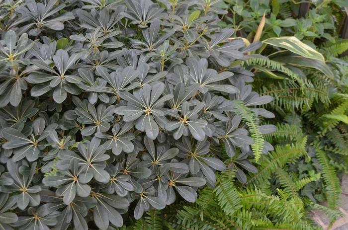 Pittosporum tobira Wheeler's Dwarf