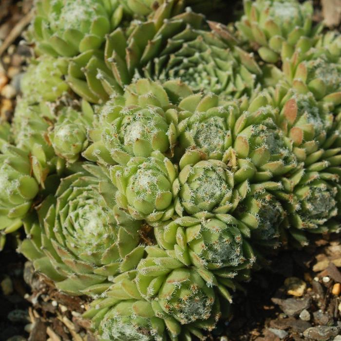 Sempervivum Jade Rose