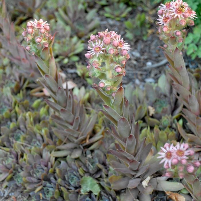Sempervivum Purple Beauty