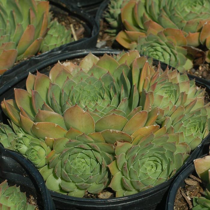 Sempervivum Silver King